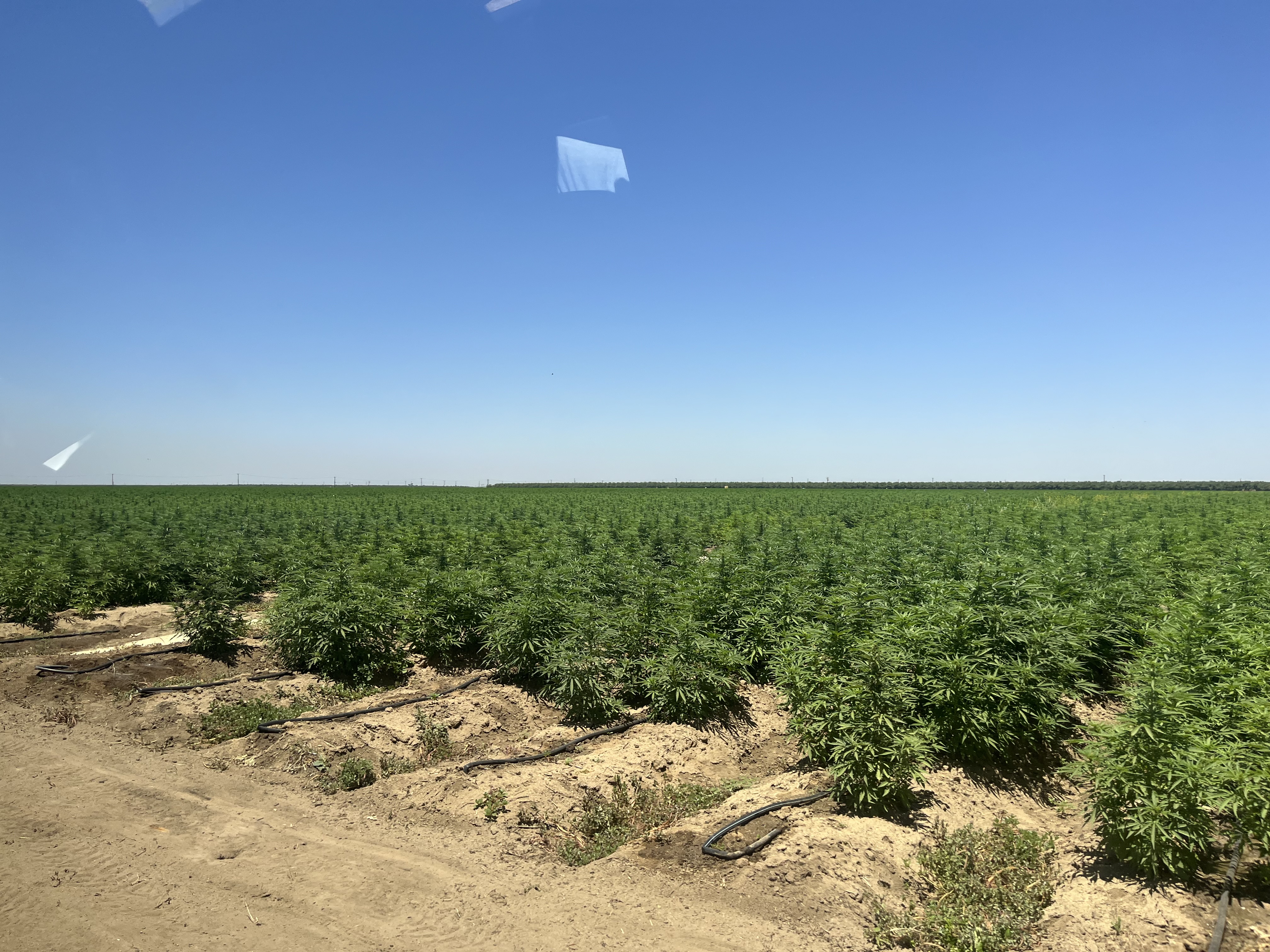 Wide outdoor hemp field under a clear blue sky, rows extending to the horizon